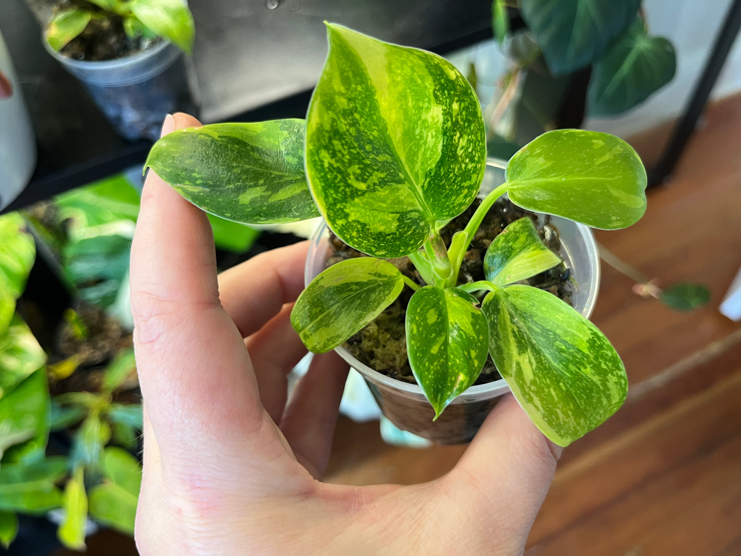 Philodendron Congo "Nuclear"