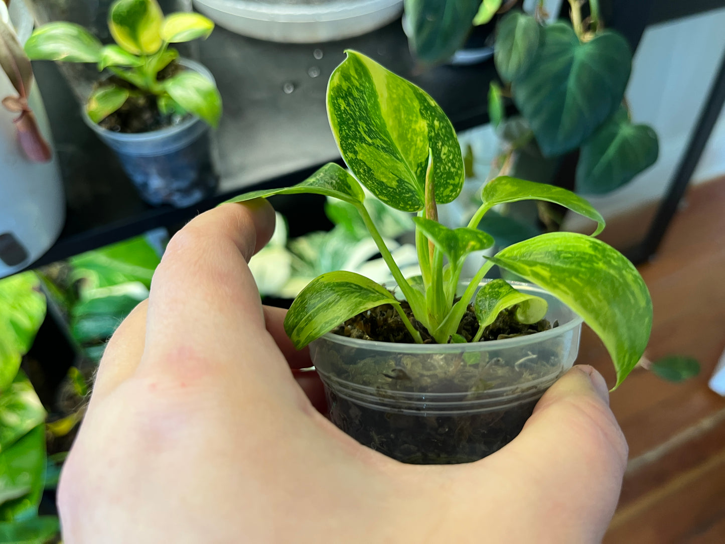 Philodendron Congo "Nuclear"