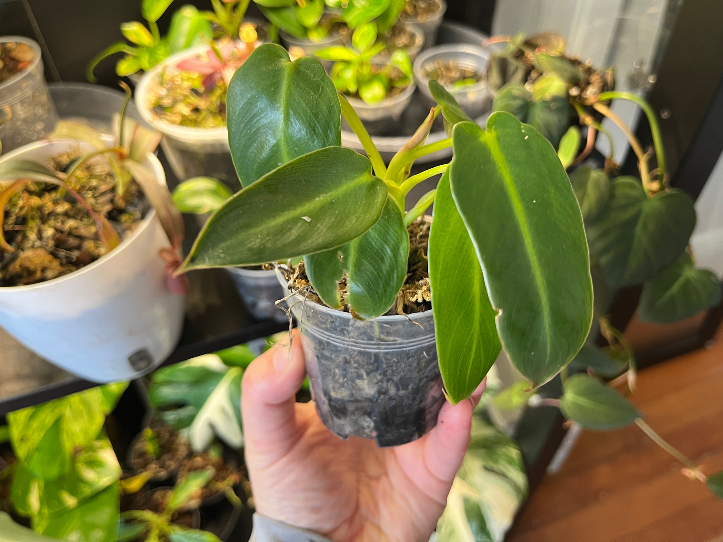 Philodendron Spiritus Sancti