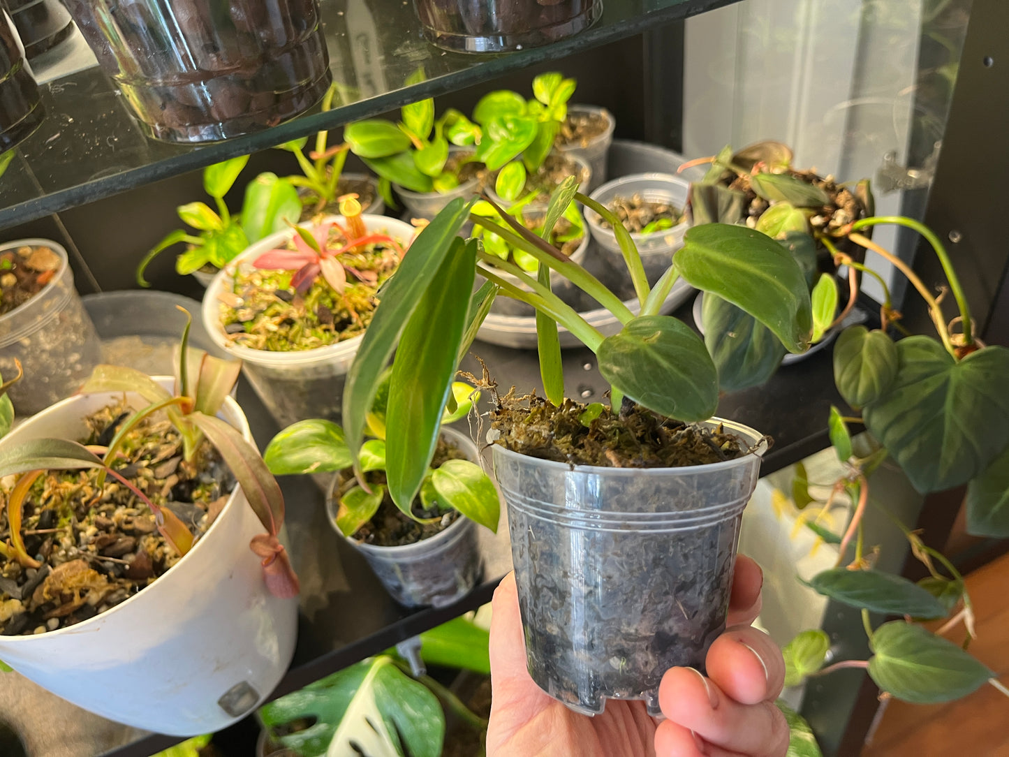 Philodendron Spiritus Sancti