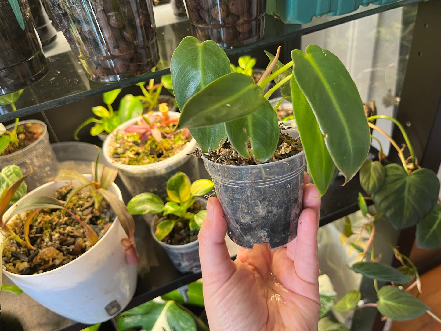 Philodendron Spiritus Sancti