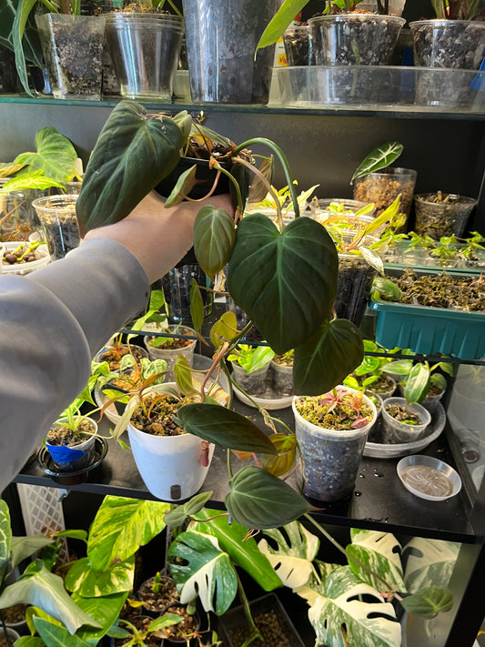 Philodendron Micans