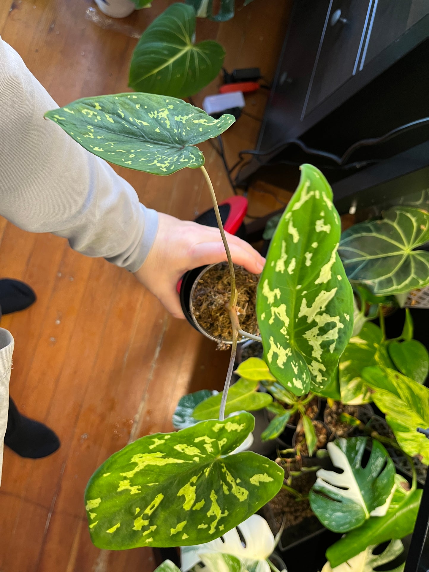Alocasia Hilo Beauty