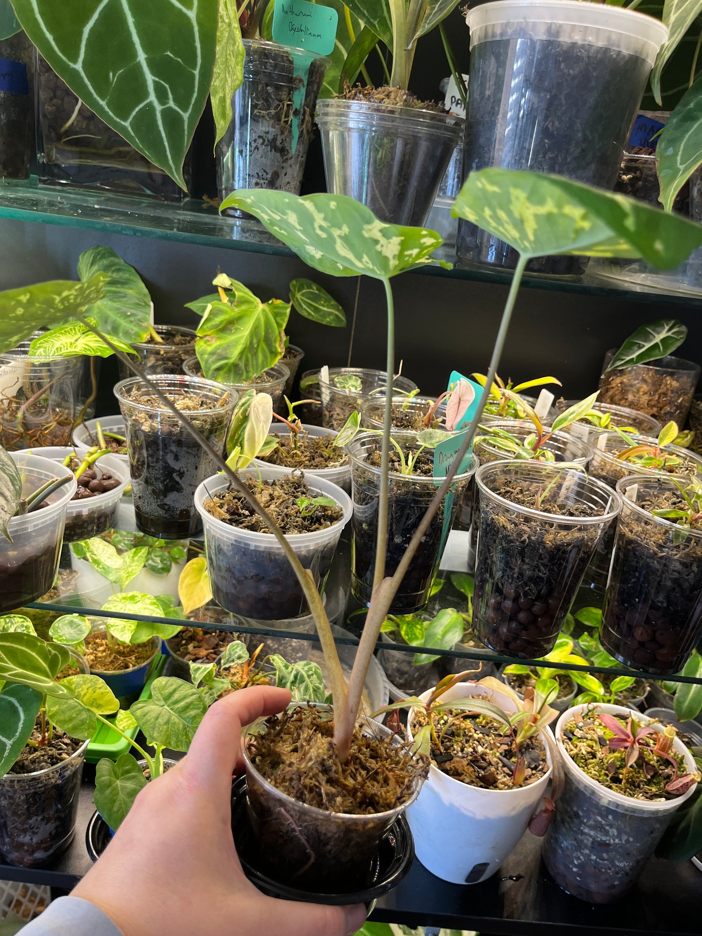 Alocasia Hilo Beauty
