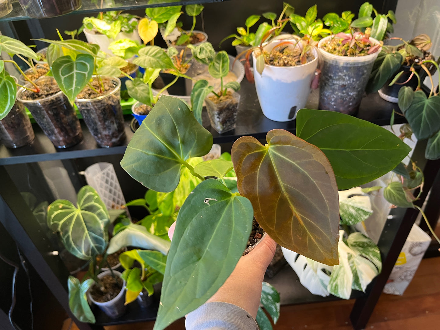 Anthurium Red Spider x Xone