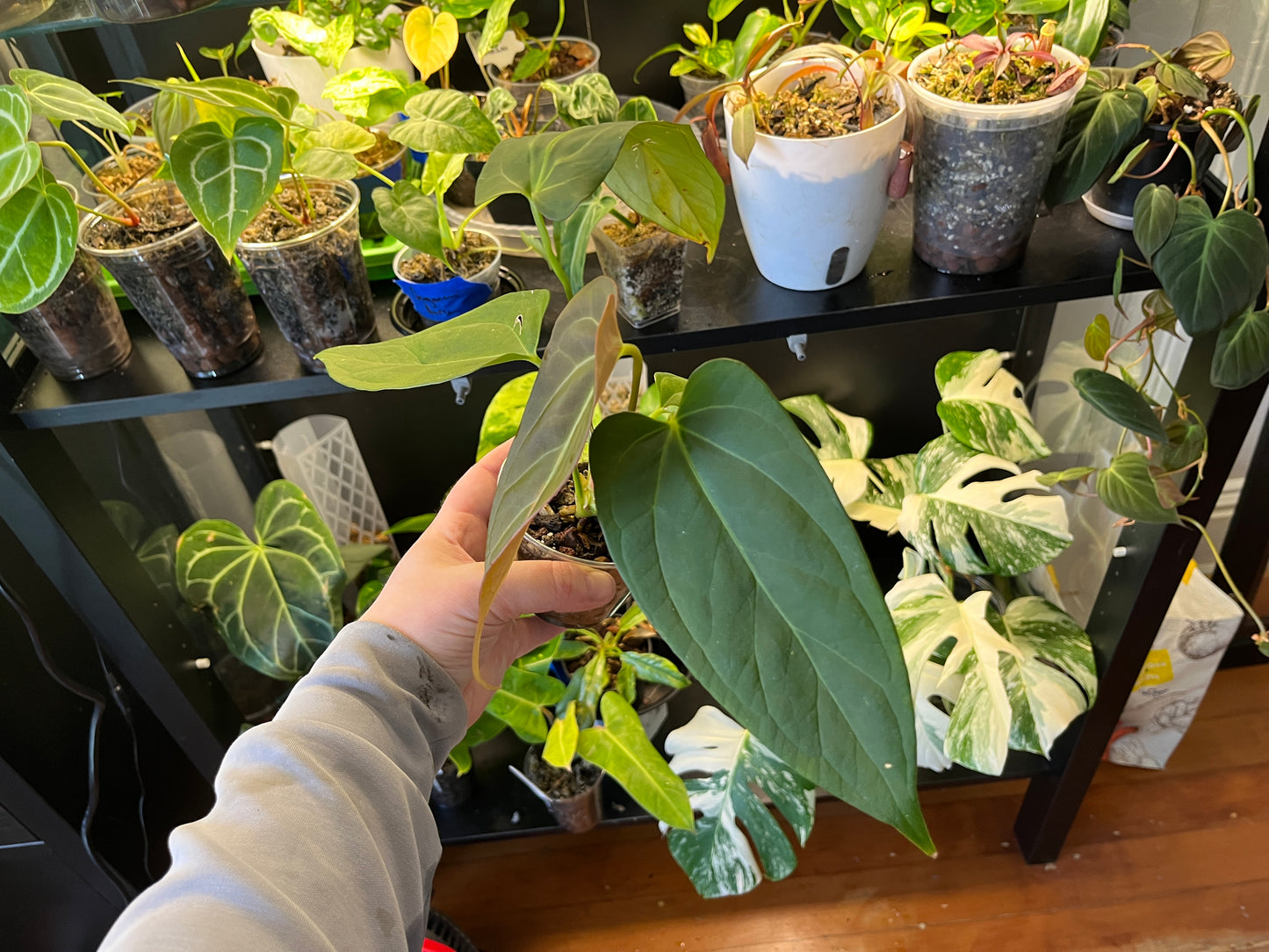 Anthurium Red Spider x Xone