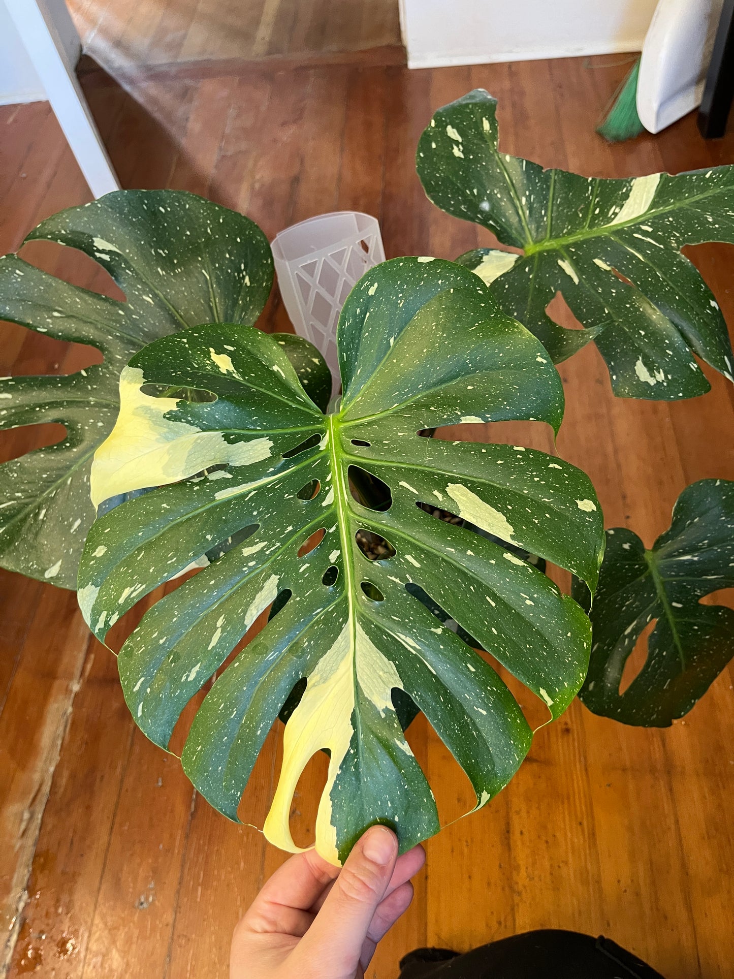 Monstera Thai Constellation