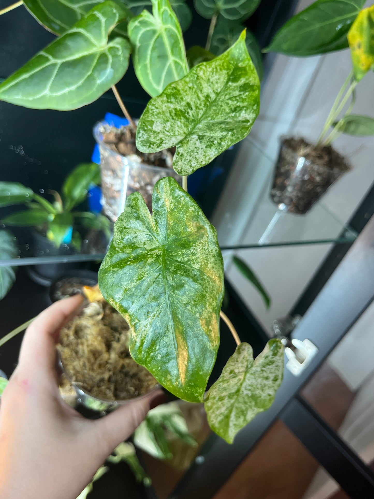 Alocasia Odora Batik Blizzard 2 Inch
