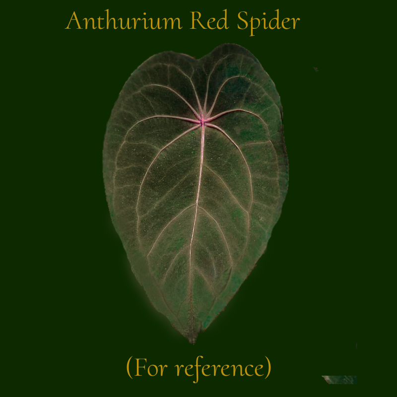 Anthurium Red Spider x Xone