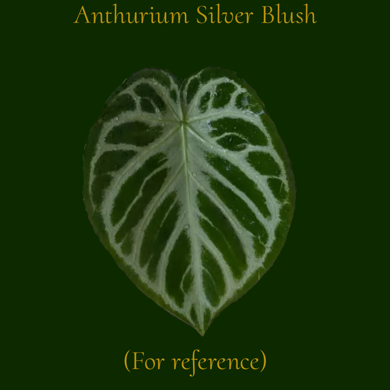 Anthurium Silver Blush cross Velvet Mask