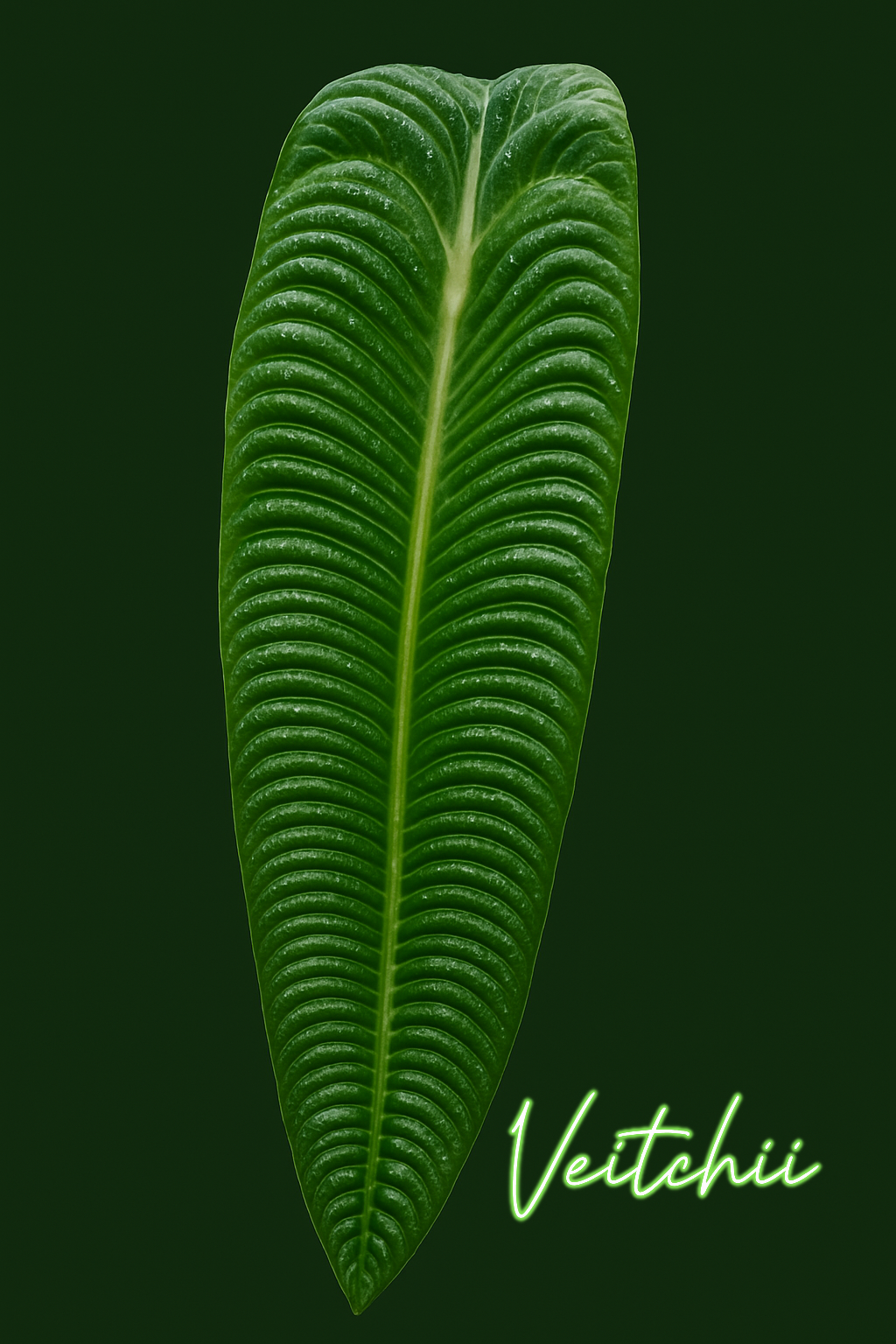 Anthurium Veitchii x Esmeraldense