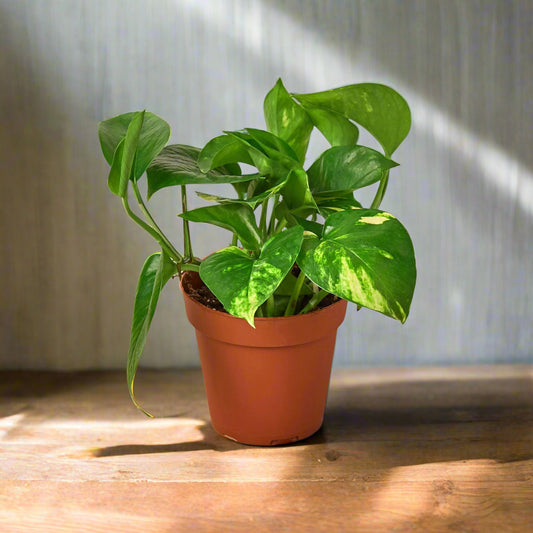 Pothos 'Golden'