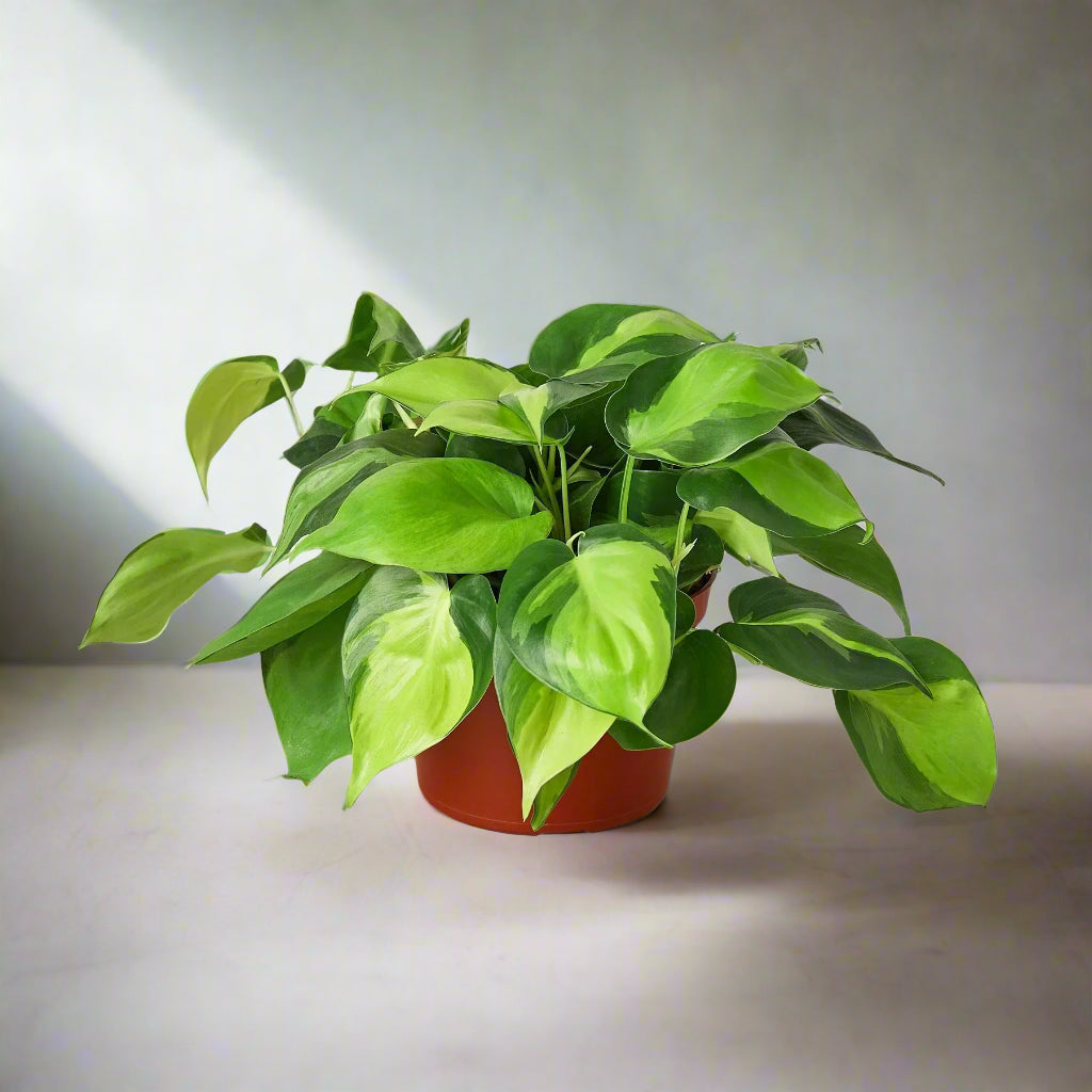 Philodendron 'Brasil'