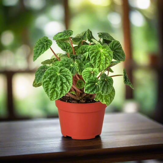 Peperomia 'Ripple'