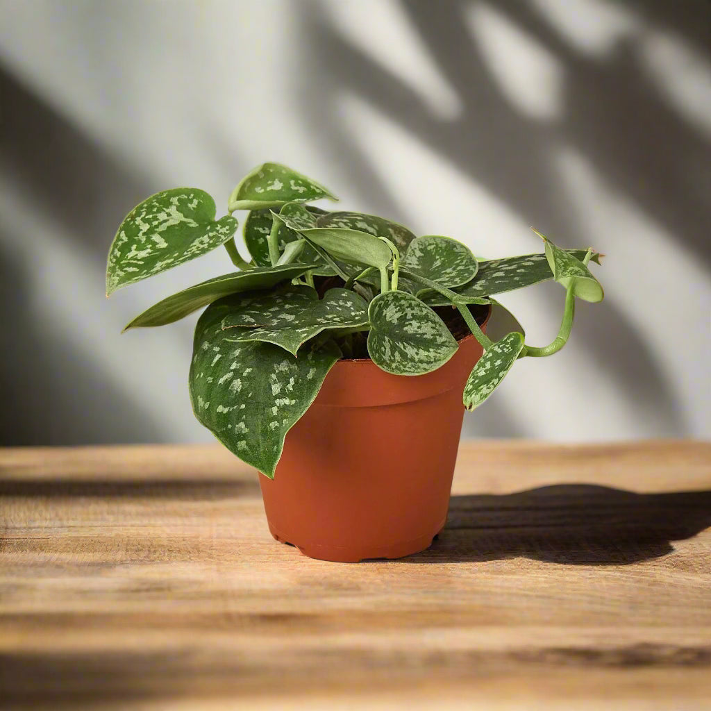 Pothos 'Satin' (Scindapsus)