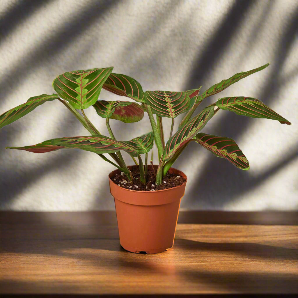 Maranta 'Red Prayer'