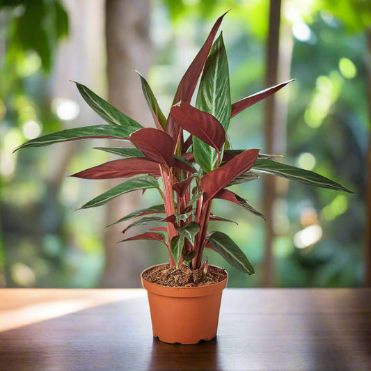 Stromanthe Sanguinea