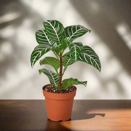 Zebra 'Aphelandra'