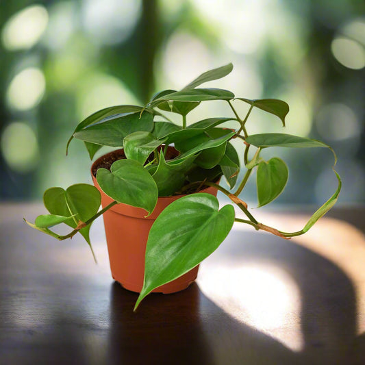 Philodendron Cordatum Heartleaf