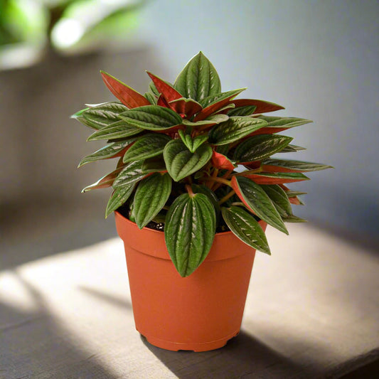 Peperomia Rosso