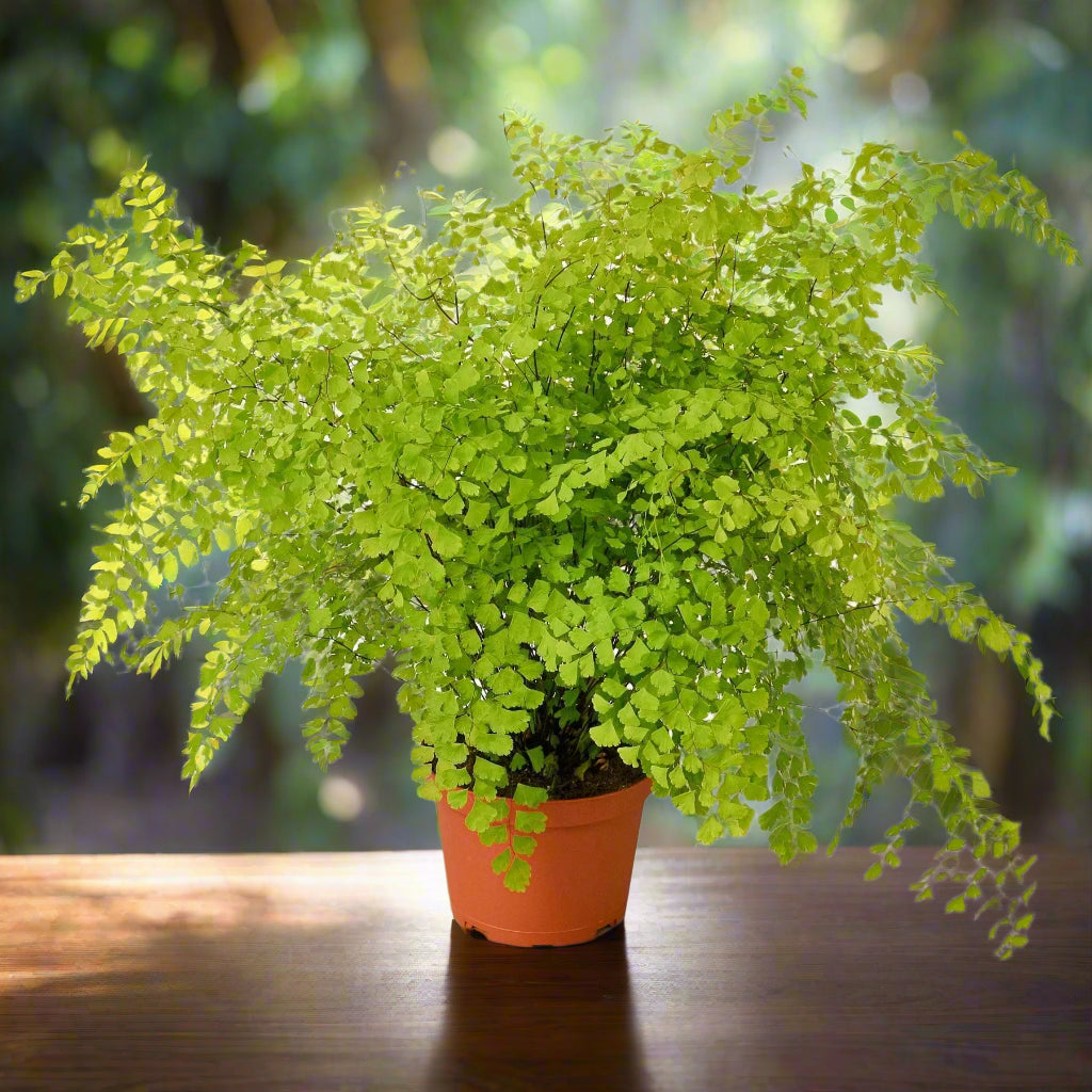 Maidenhair Fern