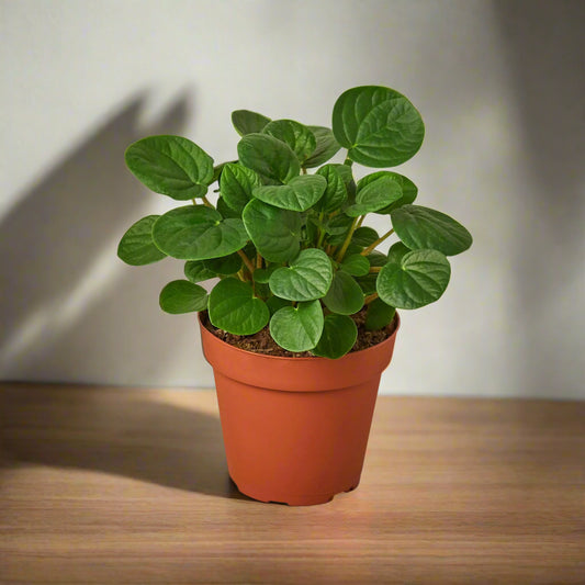 Peperomia 'Rana Verde'