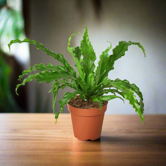 Bird’s Nest 'Victoria' Fern