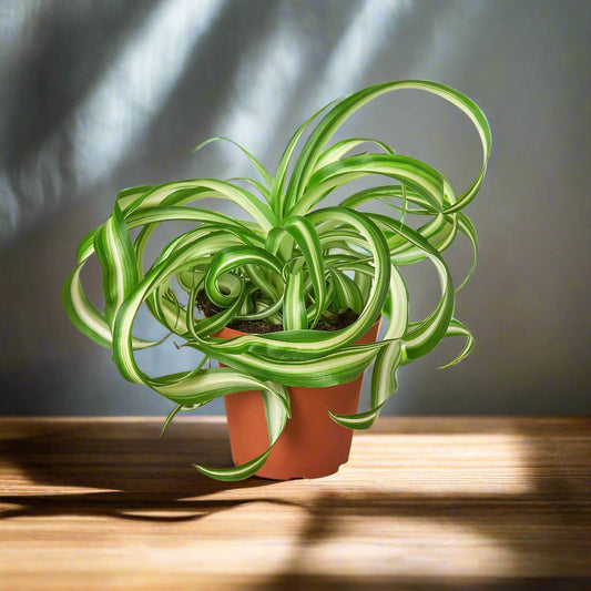 Spider Plant 'Bonnie'