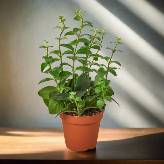 Lipstick Plant