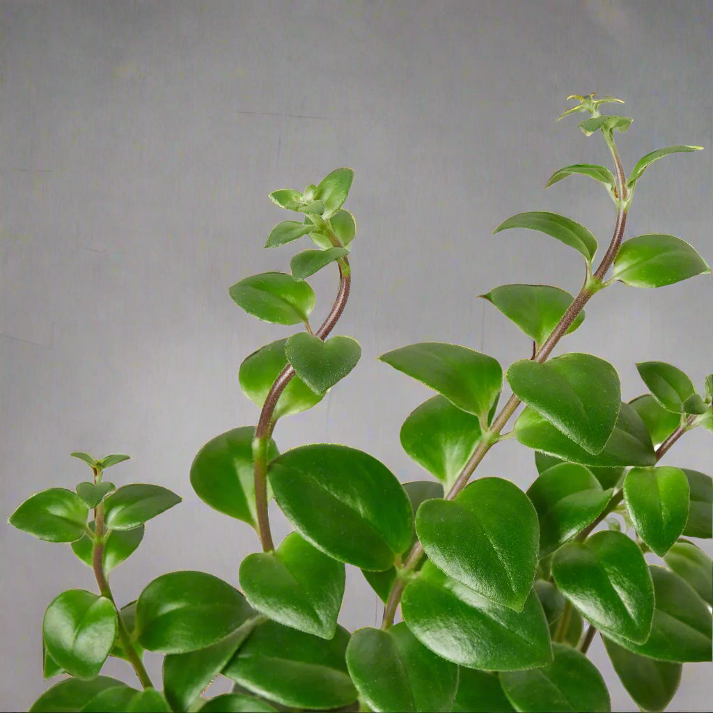 Lipstick Plant