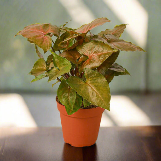 Syngonium Merry