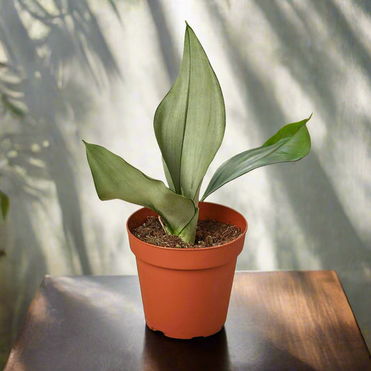 Snake Plant Moonshine