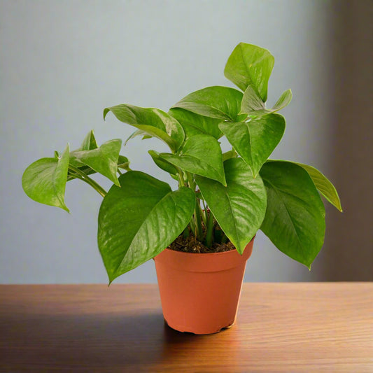 Pothos 'Green Queen'
