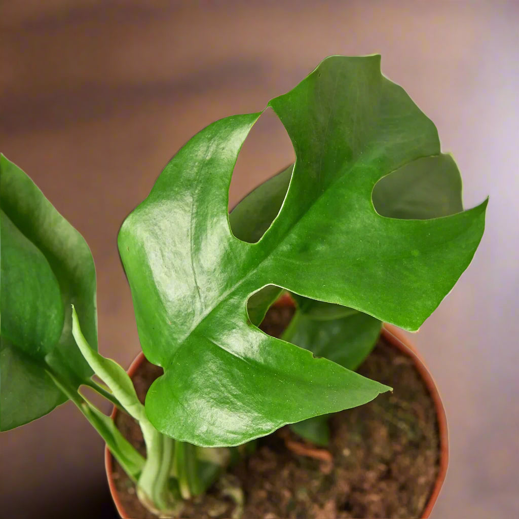Rhaphidophora Tetrasperma