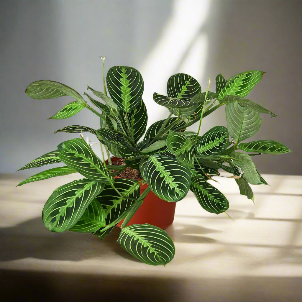 Maranta 'Lemon Lime'