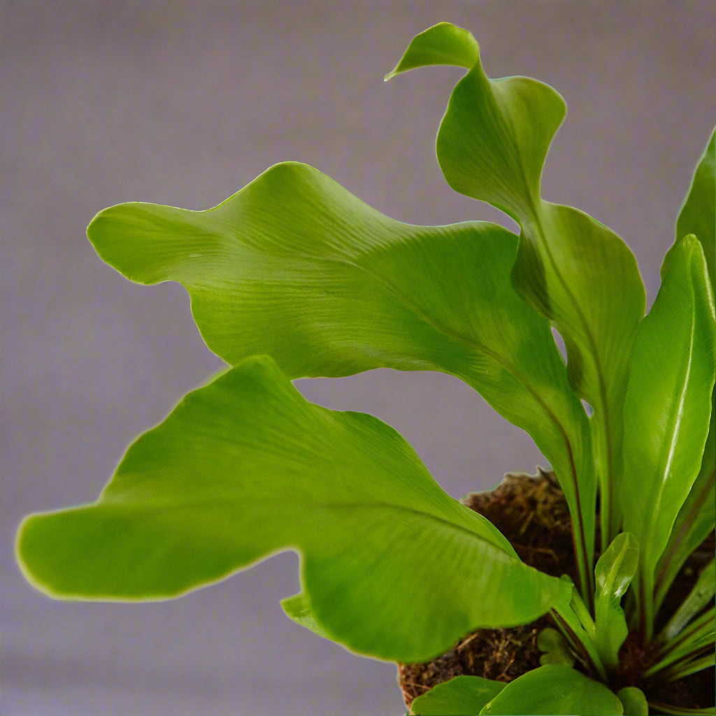 Bird's Nest 'Nidus' Fern