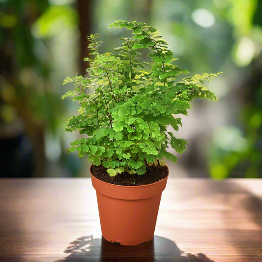 Maidenhair Fern
