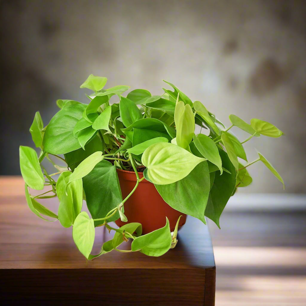 Philodendron 'Neon'