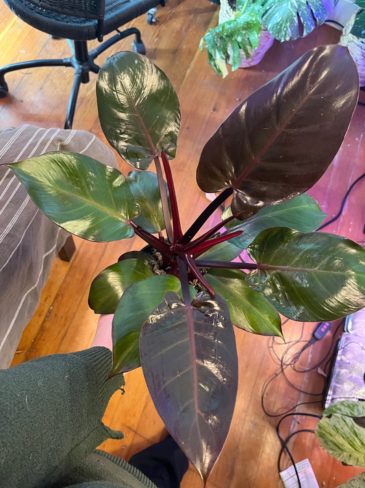 Philodendron 'Red Sun'