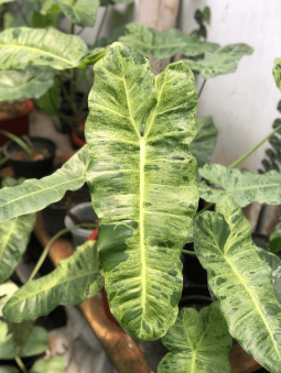 Philodendron Paraiso Verde small